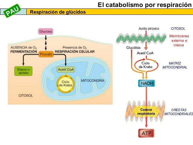 alimentos que aceleran el metabolismo para quemar grasa secretos