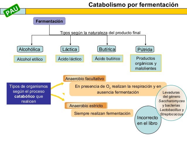 Cinco cuestiones sobre Acelerar metabolismo