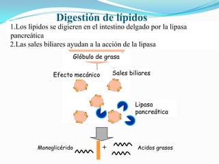 Digestión de lípidos
1.Los lípidos se digieren en el intestino delgado por la lipasa
pancreática
2.Las sales biliares ayudan a la acción de la lipasa
Glóbulo de grasa

Glóbulo de grasa

Sales biliares
Efecto mecánico Sales
Emulsión

Lipasa
pancreática

Monoglicérido

+

Acidos grasos

 