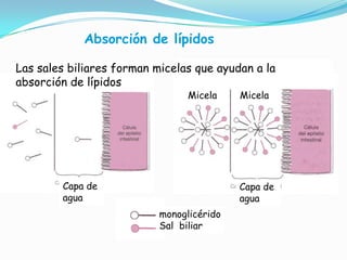 Absorción de lípidos
Las sales biliares forman micelas que ayudan a la
absorción de lípidos
Micela

Capa de
agua

Micela

Capa de
agua
monoglicérido
Sal biliar

 