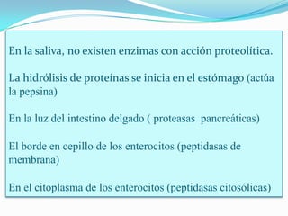 En la saliva, no existen enzimas con acción proteolítica.
La hidrólisis de proteínas se inicia en el estómago (actúa
la pepsina)
En la luz del intestino delgado ( proteasas pancreáticas)
El borde en cepillo de los enterocitos (peptidasas de
membrana)

En el citoplasma de los enterocitos (peptidasas citosólicas)

 