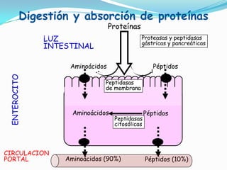 Digestión y absorción de proteínas
Proteínas

LUZ
INTESTINAL

Proteasas y peptidasas
gástricas y pancreáticas

ENTEROCITO

Aminoácidos

CIRCULACION
PORTAL

Péptidos

Peptidasas
de membrana

Aminoácidos

Peptidasas
citosólicas

Aminoácidos (90%)

Péptidos

Péptidos (10%)

 