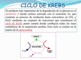 CICLO DE KREBS
El producto más importante de la degradación de la glucosa es el
Acetil-Co A (ácido acético activado con el coenzima A), que
continúa su proceso de oxidación hasta convertirse en CO2 y
H2O, mediante un conjunto de reacciones que constituyen el
ciclo de Krebs punto central donde confluyen todas las rutas
catabólicas de la respiración aerobia. Este ciclo se realiza en la
matriz de la mitocondria

 