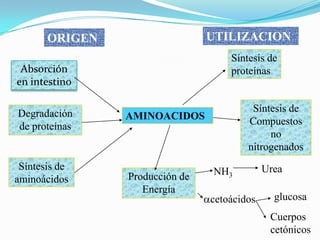 UTILIZACION

ORIGEN

Síntesis de
proteínas

Absorción
en intestino

Degradación
de proteínas

Síntesis de
aminoácidos

Síntesis de
Compuestos
no
nitrogenados

AMINOACIDOS

Producción de
Energía

NH3
acetoácidos

Urea
glucosa
Cuerpos
cetónicos

 