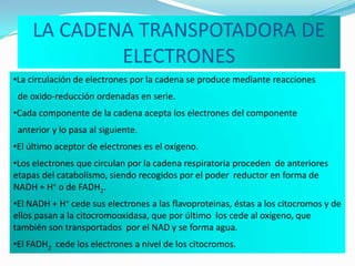 LA CADENA TRANSPOTADORA DE
ELECTRONES
•La circulación de electrones por la cadena se produce mediante reacciones
de oxido-reducción ordenadas en serie.
•Cada componente de la cadena acepta los electrones del componente
anterior y lo pasa al siguiente.
•El último aceptor de electrones es el oxígeno.
•Los electrones que circulan por la cadena respiratoria proceden de anteriores
etapas del catabolismo, siendo recogidos por el poder reductor en forma de
NADH + H+ o de FADH2.
•El NADH + H+ cede sus electrones a las flavoproteinas, éstas a los citocromos y de
ellos pasan a la citocromooxidasa, que por último los cede al oxígeno, que
también son transportados por el NAD y se forma agua.
•El FADH2 cede los electrones a nivel de los citocromos.

 