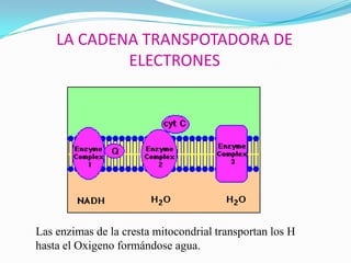 LA CADENA TRANSPOTADORA DE
ELECTRONES

Las enzimas de la cresta mitocondrial transportan los H
hasta el Oxigeno formándose agua.

 