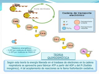 *Balance energético:

- 3 ATP por molécula de NADH + H+
- 2 ATP por molécula de FADH+H

TEORIA
QUIMIOSMÓTICA

Según esta teoría la energía liberada en el trasbase de electrones en la cadena
respiratoria se aprovecha para fabricar ATP a partir del ADP y del Pi (fosfato
inorgánico). A tal acoplamiento de reacciones se le llama fosforilación oxidativa.

 