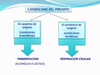 CATABOLISMO DEL PIRUVATO

En ausencia de
oxígeno

En presencia de
oxígeno

(condiciones
anaeróbicas)

(condiciones
aeróbicas)

FERMENTACION
(ALCOHÓLICA O LÁCTICA)

RESPIRACION CELULAR

 