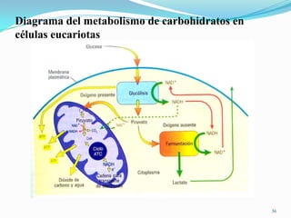 Diagrama del metabolismo de carbohidratos en
células eucariotas

36

 