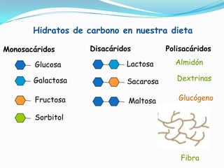 Hidratos de carbono en nuestra dieta
Monosacáridos

Disacáridos

Polisacáridos

Glucosa

Lactosa

Almidón

Galactosa

Sacarosa

Dextrinas

Fructosa

Maltosa

Glucógeno

Sorbitol

Fibra

 