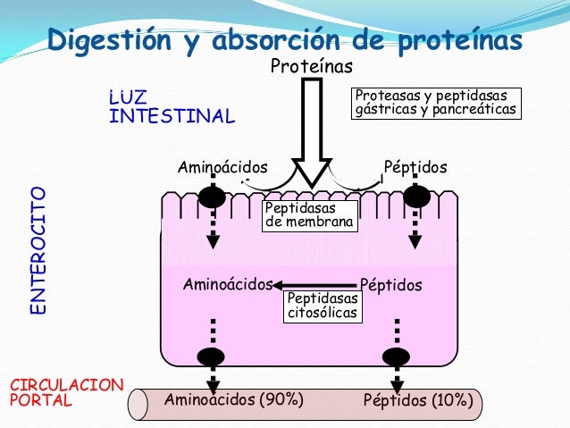 Prueba dieta mediterránea