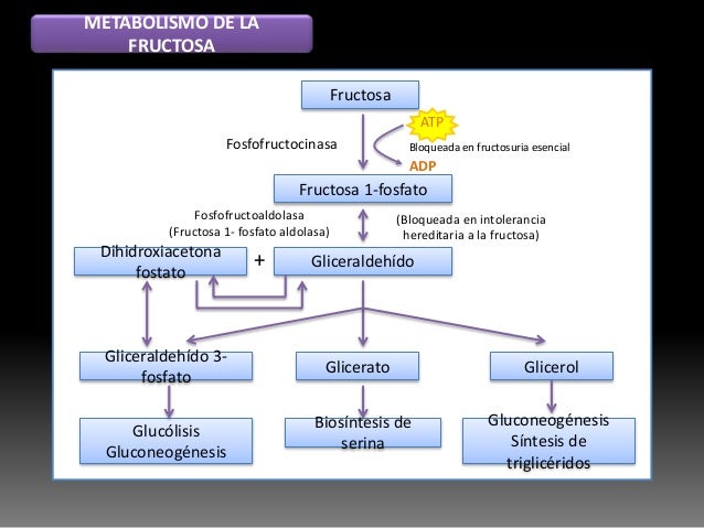 metabolismo anabolismo y catabolismo suplements