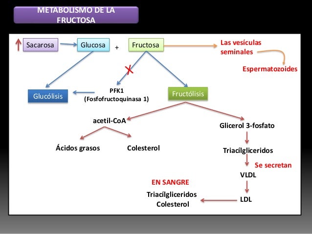 Qué son metabolismo insulina ?