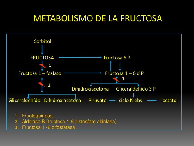 El metabolismo de la fructosa y la galactosa. vías de El metabolismo de la fructosa y la galactosa. vías de