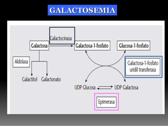 El metabolismo de la fructosa y la galactosa. vías de El metabolismo de la fructosa y la galactosa. vías de