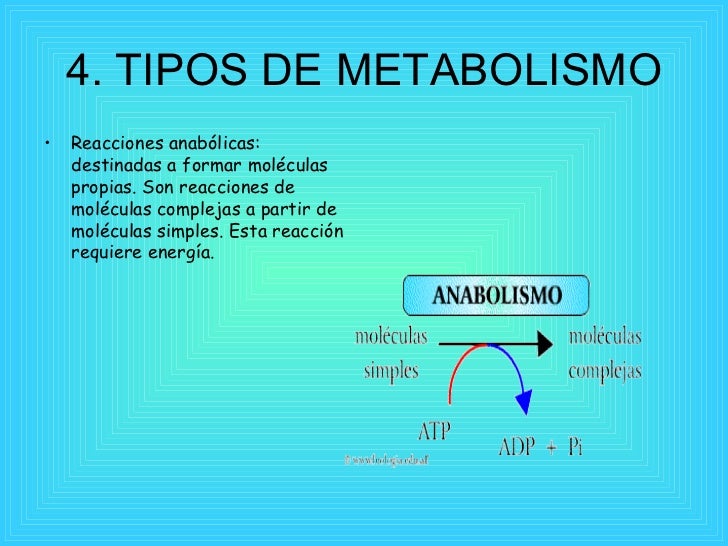 Metabolismo Basal Bajo