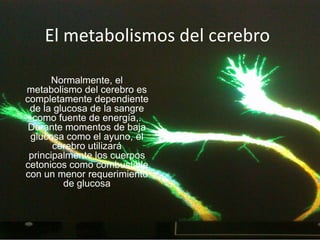 El metabolismos del cerebro Normalmente, el metabolismo del cerebro es completamente dependiente de la glucosa de la sangre como fuente de energía,. Durante momentos de baja glucosa como el ayuno, el cerebro utilizará principalmente los cuerpos cetonicos como combustible con un menor requerimiento de glucosa 