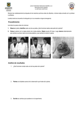LICEO FEMENINO MERCEDES NARIÑO I.E.D
BIOLOGIA SEXTO GRADO
EL MÉTODO CIENTÍFICO
Siempre lee cuidadosamente las etiquetas de los reactivos químicos antes de utilizarlos, si tienes dudas consulta con tu profesor
o profesora.
Localiza donde se encuentra el extinguidor por si se necesita en alguna emergencia.
Procedimiento
Lee todos los pasos antes de comenzar.
1. Observa la planta. Identifica cada una de sus partes ¿Qué funciones realiza cada parte de la planta?
2. Coloca la planta con la matera dentro de la bolsa plástica. Déjala durante 24 horas. Luego observa detenidamente
qué cambios ocurrieron dentro de la bolsa plástica y qué cambios ha tenido !a planta.
Análisis de resultados
1. ¿Qué funciones cumple cada una de las partes de la planta?
2. Plantea una hipótesis acerca de la observación que hiciste de la planta.
3. Escribe los cambios que sucedieron en el experimento.
 