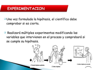  Una vez formulada la hipótesis, el científico debe
comprobar si es cierta.
 Realizará múltiples experimentos modificando las
variables que intervienen en el proceso y comprobará si
se cumple su hipótesis.
EXPERIMENTACION
 