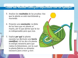 Fases del método científico explicadas con un ejemplo:
Analizo los resultados de las pruebas: Veo
que la planta se está marchitando y
muriendo.
5.
Presento una conclusión: La falta
de luz hace que mi planta se
muera, por lo que parece que la luz
es indispensable para que viva.
6.
Explico por qué la planta
necesita luz (formulo una teoría
científica): La luz da a la planta
la energía necesaria para que
realice la fotosíntesis, con la cual
la planta fabrica su alimento
necesario para crecer y vivir.
7.
 
