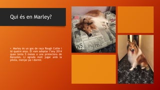 Qui és en Marley?
• Marley és un gos de raça Rough Collie i
té quatre anys. El vam adoptar l’any 2014
quan tenia 5 mesos a una protectora de
Banyoles. Li agrada molt jugar amb la
pilota, menjar pa i dormir.
 