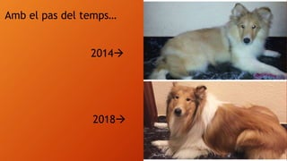 Amb el pas del temps…
2014
2018
 