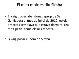 El meu moix es diu Simba

• El vaig trobar abandonat aprop de Sa
  Garrigueta el mes de juliol de 2010, esteia
  enterra i semblava que estava dormint. Era
  molt petit i tenia els ulls tancats.

• Li vaig posar el nom de Simba.
 