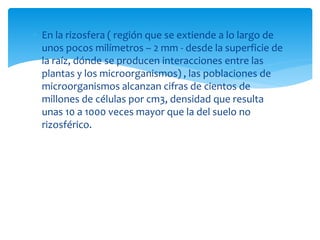  En la rizosfera ( región que se extiende a lo largo de
unos pocos milímetros – 2 mm - desde la superficie de
la raíz, dónde se producen interacciones entre las
plantas y los microorganismos) , las poblaciones de
microorganismos alcanzan cifras de cientos de
millones de células por cm3, densidad que resulta
unas 10 a 1000 veces mayor que la del suelo no
rizosférico.
 
