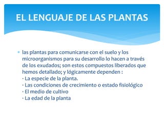 las plantas para comunicarse con el suelo y los
microorganismos para su desarrollo lo hacen a través
de los exudados; son estos compuestos liberados que
hemos detallado; y lógicamente dependen :
· La especie de la planta.
· Las condiciones de crecimiento o estado fisiológico
· El medio de cultivo
· La edad de la planta
EL LENGUAJE DE LAS PLANTAS
 