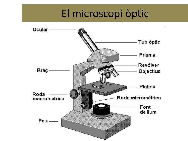 Resultat d'imatges de microscopi