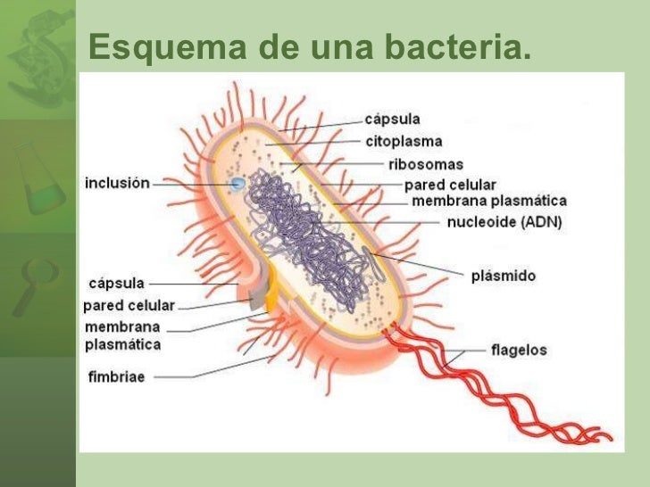 El microscopio