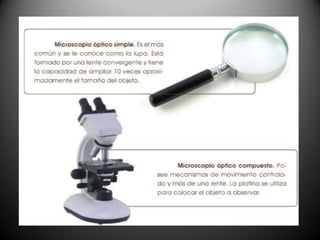 El microscopio