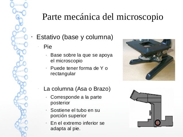 Funcion Del Pie En El Microscopio