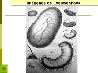 Imágenes de Leeuwenhoek
Imágenes de Leeuwenhoek

 