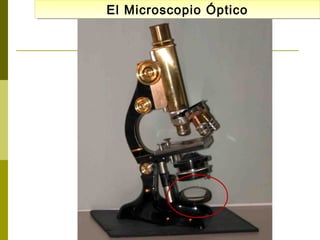 El Microscopio Óptico
El Microscopio Óptico

 