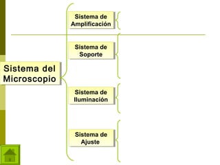 Sistema de
Sistema de
Amplificación
Amplificación

Sistema de
Sistema de
Soporte
Soporte

Sistema del
Sistema del
Microscopio
Microscopio

Lente ocular
Objetivos
Pie o Base
Brazo
Tubo ocular o Cuerpo
Revolver
Platina
Carro

Sistema de
Sistema de
Iluminación
Iluminación

Lámpara
Espejo
Condensador
Diafragma

Sistema de
Sistema de
Ajuste
Ajuste

Tornillo Macrométrico
Tornillo Micrométrico
Pinzas
Cremallera del carro
Tornillo del Ajuste de Posición
Palanca o disco del diafragma

 