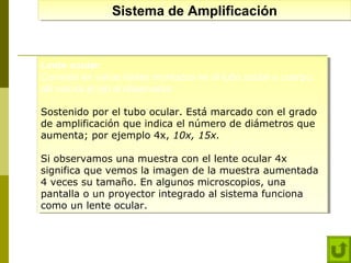 Sistema de Amplificación
Sistema de Amplificación

Lente ocular:
Lente ocular:
Consiste en varios lentes montados en el tubo ocular o cuerpo,
Consiste en varios lentes montados en el tubo ocular o cuerpo,
allí coloca el ojo el observador.
allí coloca el ojo el observador.
Sostenido por el tubo ocular. Está marcado con el grado
Sostenido por el tubo ocular. Está marcado con el grado
de amplificación que indica el número de diámetros que
de amplificación que indica el número de diámetros que
aumenta; por ejemplo 4x, 10x, 15x.
aumenta; por ejemplo 4x, 10x, 15x.
Si observamos una muestra con el lente ocular 4x
Si observamos una muestra con el lente ocular 4x
significa que vemos la imagen de la muestra aumentada
significa que vemos la imagen de la muestra aumentada
4 veces su tamaño. En algunos microscopios, una
4 veces su tamaño. En algunos microscopios, una
pantalla o un proyector integrado al sistema funciona
pantalla o un proyector integrado al sistema funciona
como un lente ocular.
como un lente ocular.

 