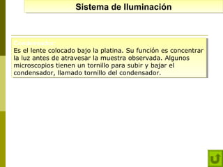 Sistema de Iluminación
Sistema de Iluminación

Condensador:
Condensador:
Es el lente colocado bajo la platina. Su función es concentrar
Es el lente colocado bajo la platina. Su función es concentrar
la luz antes de atravesar la muestra observada. Algunos
la luz antes de atravesar la muestra observada. Algunos
microscopios tienen un tornillo para subir y bajar el
microscopios tienen un tornillo para subir y bajar el
condensador, llamado tornillo del condensador.
condensador, llamado tornillo del condensador.

 