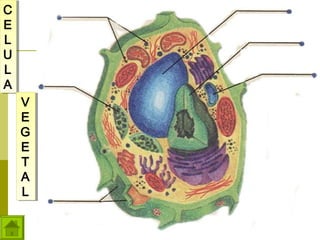 C
C
E
E
L
L
U
U
L
L
A
A
V
V
E
E
G
G
E
E
T
T
A
A
L
L

 