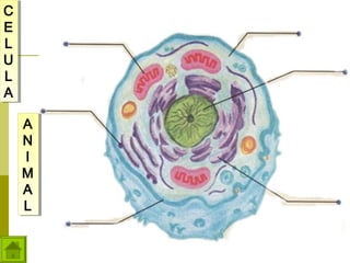 C
C
E
E
L
L
U
U
L
L
A
A
A
A
N
N
II
M
M
A
A
L
L

 