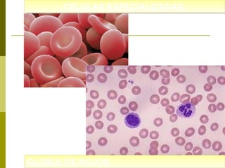 CELULAS ESPECIALIZADAS:
CELULAS ESPECIALIZADAS:

GLOBULOS ROJOS:
GLOBULOS ROJOS:

 