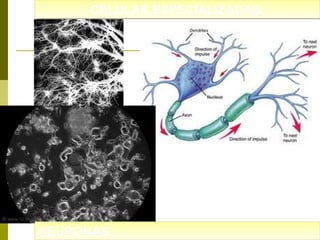 CELULAS ESPECIALIZADAS:
CELULAS ESPECIALIZADAS:

NEURONAS ::
NEURONAS

 