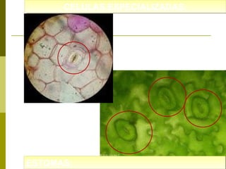 CELULAS ESPECIALIZADAS:
CELULAS ESPECIALIZADAS:

ESTOMAS:
ESTOMAS:

 