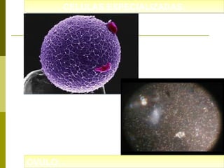 CELULAS ESPECIALIZADAS:
CELULAS ESPECIALIZADAS:

OVULO:
OVULO:

 