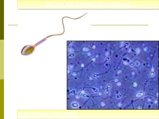 CELULAS ESPECIALIZADAS:
CELULAS ESPECIALIZADAS:

ESPERMATOZOIDE:
ESPERMATOZOIDE:

 