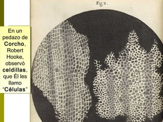 En un
En un
pedazo de
pedazo de
Corcho,
Corcho,
Robert
Robert
Hooke,
Hooke,
observó
observó
celdillas,
celdillas,
que Él les
que Él les
llamo
llamo
“Células”
“Células”

 