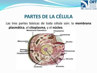 TORNILLOS DE ENFOQUE: Macrométrico que aproxima el enfoque y micrométrico que consigue el enfoque correcto. LA CÉLULARobert Hooke, acuñó el término «célula».La parte de la biología que se ocupa de estudiarla es la citología.