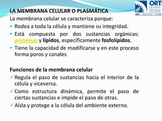 DEFINICIÓNUna célula (del latíncellula, diminutivo de cellam, celda, cuarto pequeño) es la unidad morfológica y funcional de todo ser vivo.La célula es la unidad mínima de un organismo capaz de actuar de manera autónoma. Algunos organismos microscópicos, como bacterias y protozoos, son células únicas, mientras que los animales y plantas están formados por miles de millones de células organizadas en tejidos y órganos. Aunque los virus y los extractos acelulares realizan muchas de las funciones propias de la célula viva, carecen de vida independiente, capacidad de crecimiento y reproducción propias de las células y, por tanto, no se consideran seres vivos. 