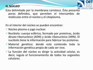 TIPOS DE CÉLULASExisten dos grandes tipos celulares:Las procarióticas, deriva del griego “antes del núcleo”, comprenden bacterias y cianobacterias (antes llamadas algas verdeazuladas), son células pequeñas, y de estructura sencilla.
