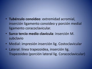 • Tubérculo conoideo: extremidad acromial,
inserción ligamento conoideo y porción medial
ligamento coracoclavicular.
• Surco tercio medio clavícula: inserción M.
subclavio
• Medial: impresión inserción lig. Costoclavicular
• Lateral: línea trapezoidea, inserción lig.
Trapezoideo (porción lateral lig. Coracoclavicular)
 